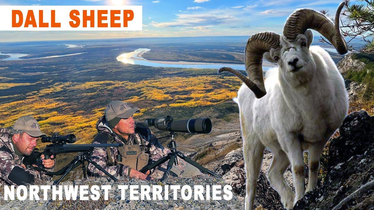 DALL SHEEP : UNE AVENTURE EXCEPTIONNELLE DANS LES NORTH TERRITORIES