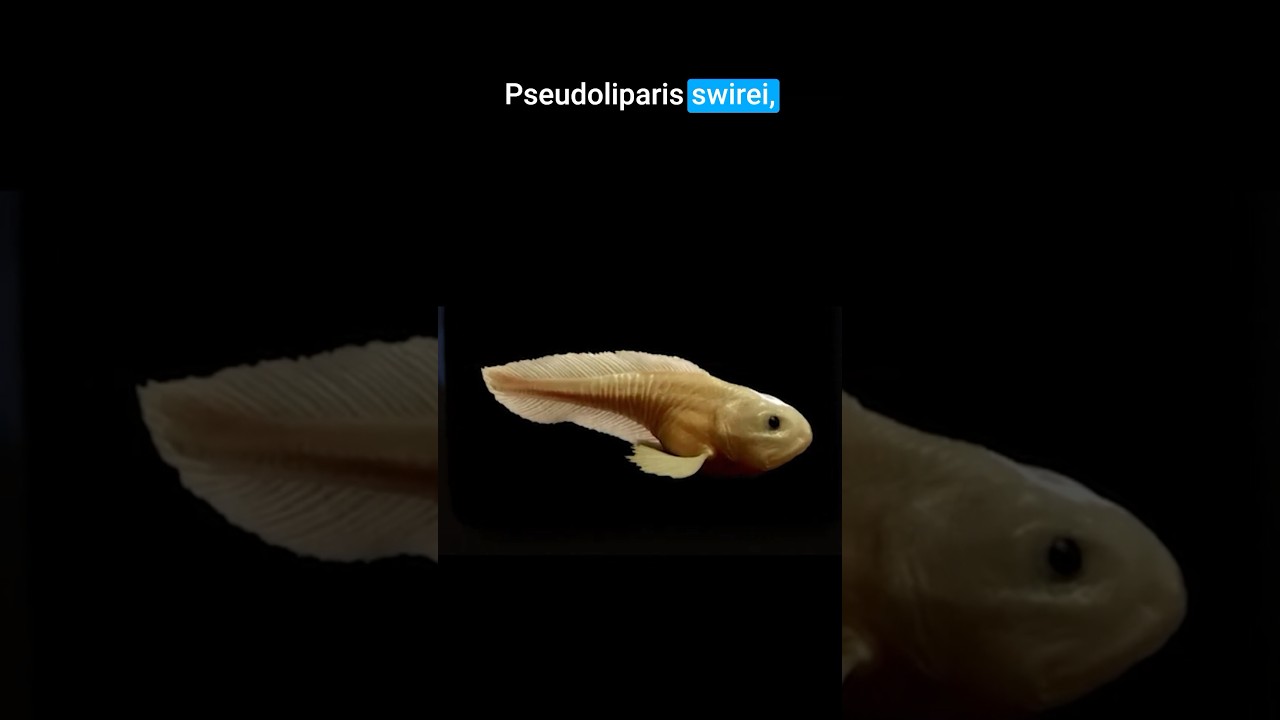 Pseudoliparis swirei vit en enfer !  #science #animaux #oc&eacute;an #profondeur #documentaire #abysses