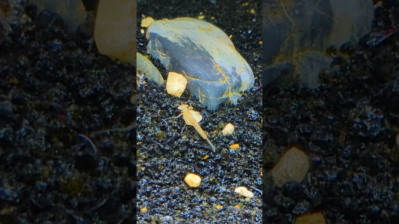 Hidden Aquarium Pests That KILL Baby Shrimp