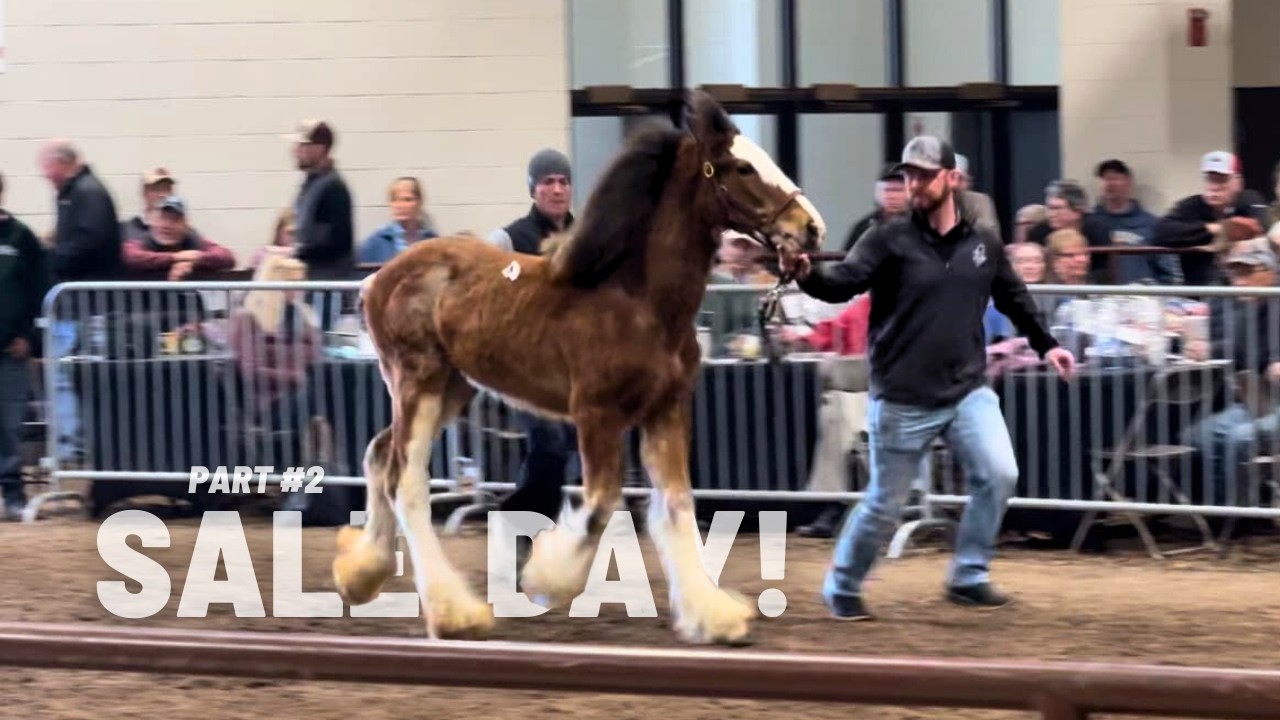 HOPES ARE HIGH At The 2024 National Clydesdale Sale!