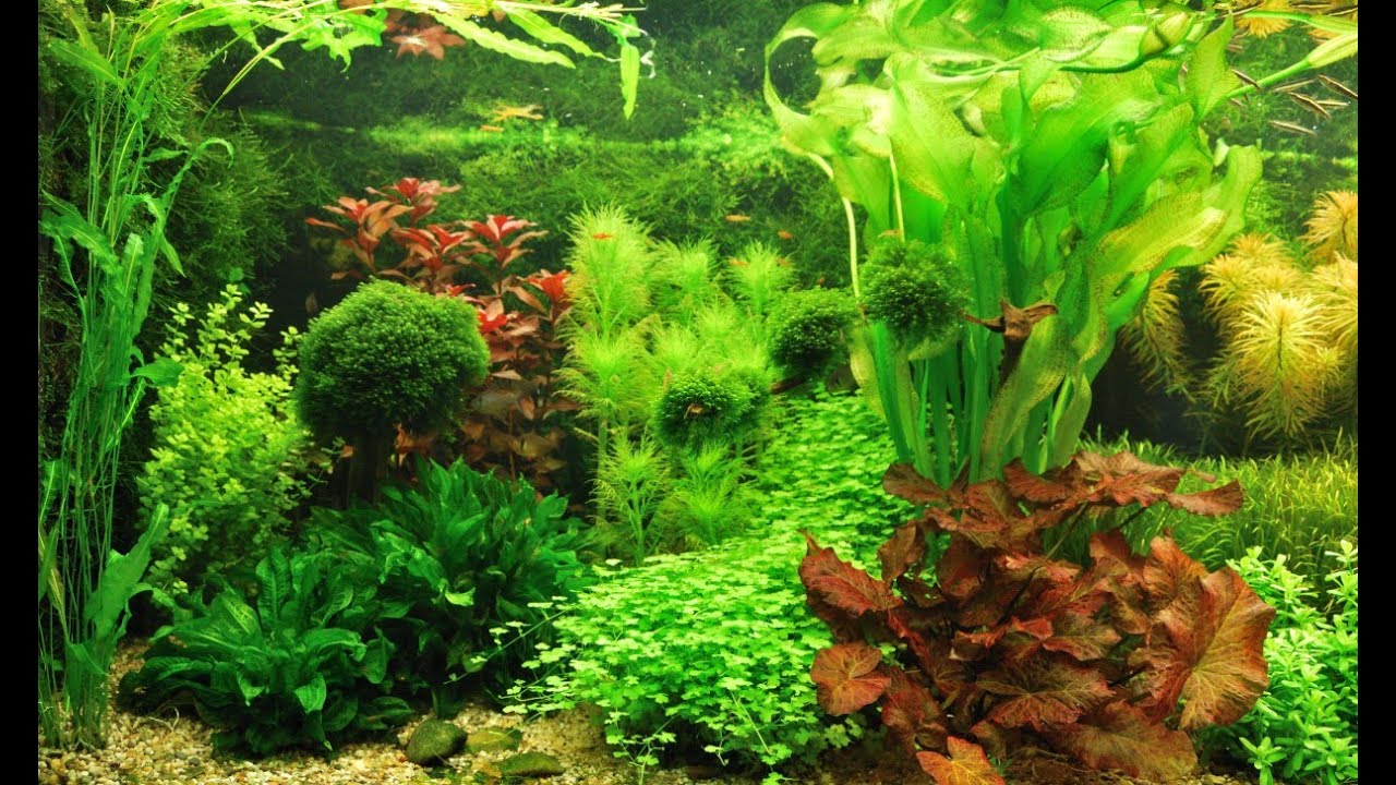 Rondje Nederlandse aquaria
