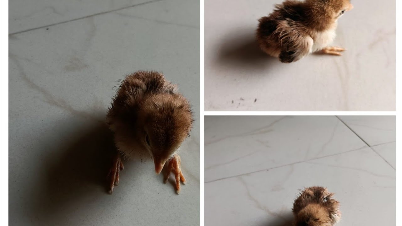 Life saving operation of a chick