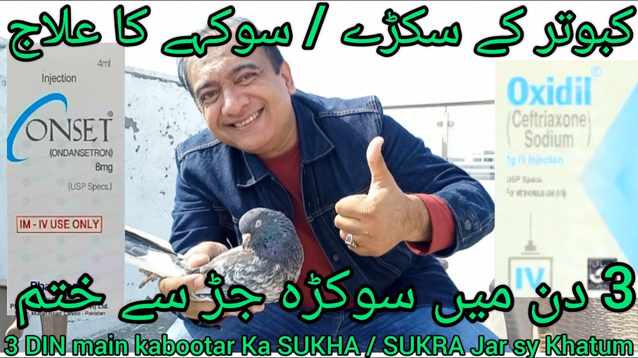 Kabootar k SUKARY ka ilaj | 3 DIN main Sukha JAR sy khatum CHALLENGE | Pigeon weakness treatment