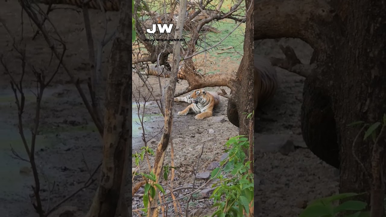 Safari Turned In To FEAR , Look What we Encounter at Ranthambore!
