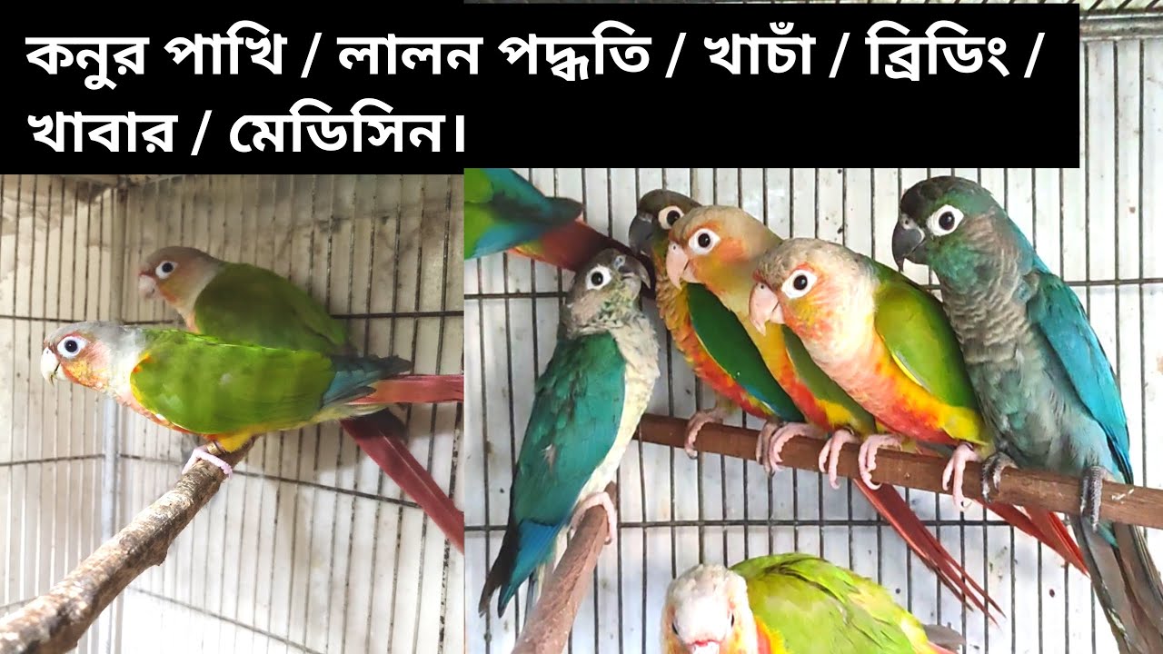 Conure Bird Basic Guidelines | কনুর পাখি লালন পালন নিয়ম।