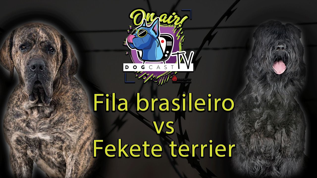 Fekete terrier vs Fila Brasileiro (Brazil Masztiff)!  Őrző-védő kutya bajnokság 2!  DogCast TV