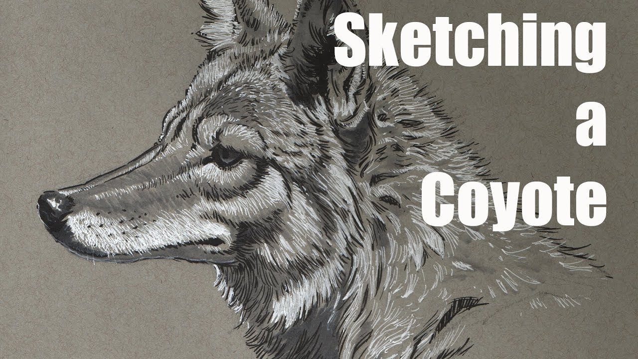 Drawing a Coyote on Gray Paper
