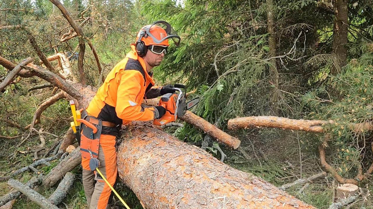 Petäjän kaato alle kymmenessä sekunnissa - Laukaistaan petäjä