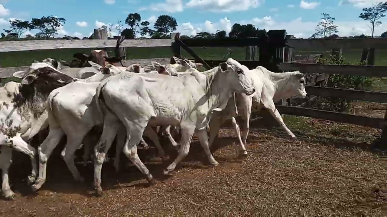 Separando as bezerras para a venda para custear despesas.