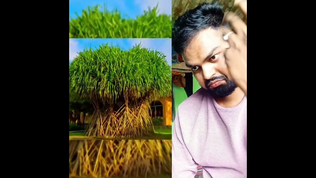 🌳Chalne Wala Ped 🧠 Amazing Facts   tree 🌴Walking tree