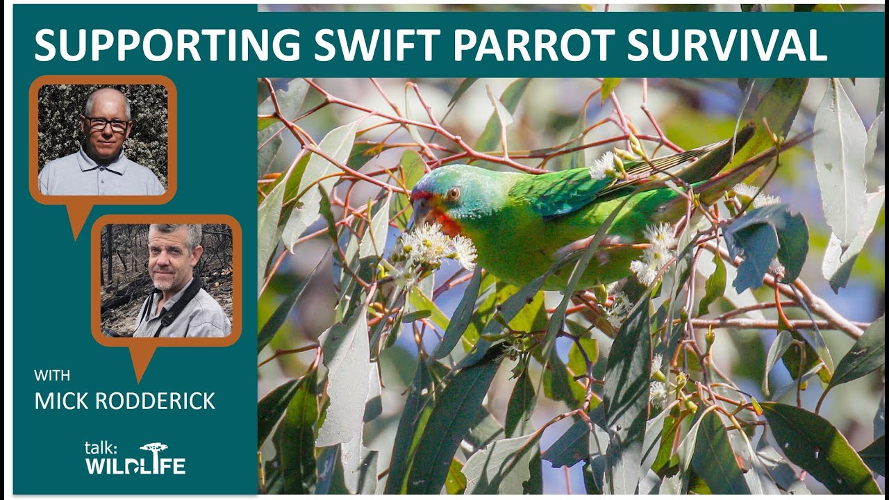 Supporting Swift Parrot Survival