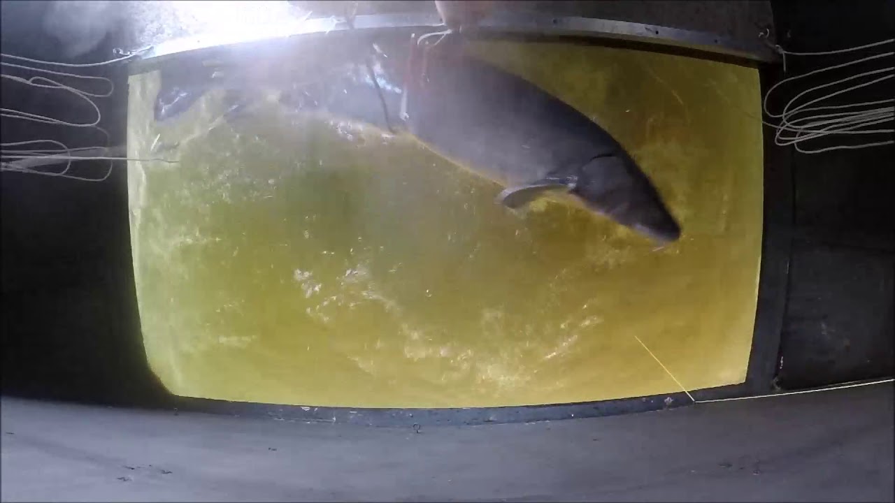Sturgeon Spearing 2018 117lbs