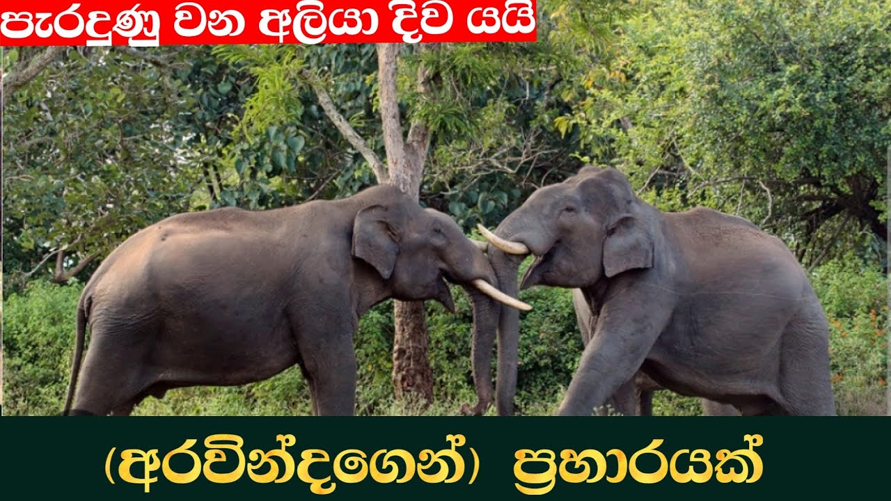 ( අරවින්දගෙන් ) ප්‍රහාරයක් 😯🍃🐘 පැරදුණු වන අලියා දිව යයි 😁