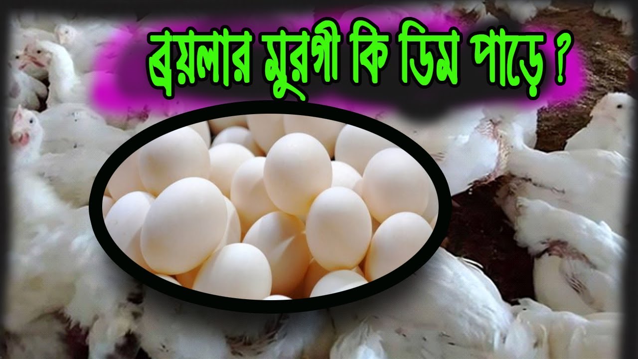 ব্রয়লার মুরগী কি ডিম পাড়ে ? না কি পাড়ে না, এই জাত আসলো কোথায় থেকে?
