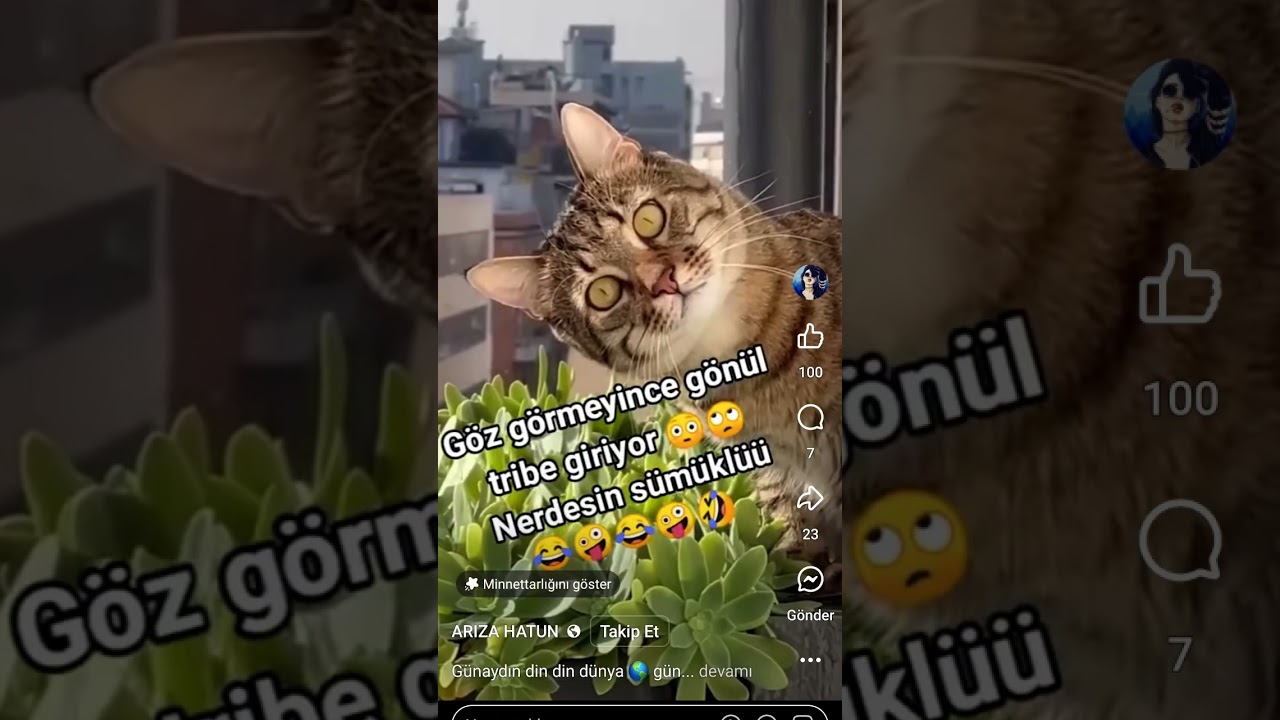 #keşfet #gercekhayat #herkez #gercek #hayat #keşfetteyiz #aşk #kedi #hayvanlar