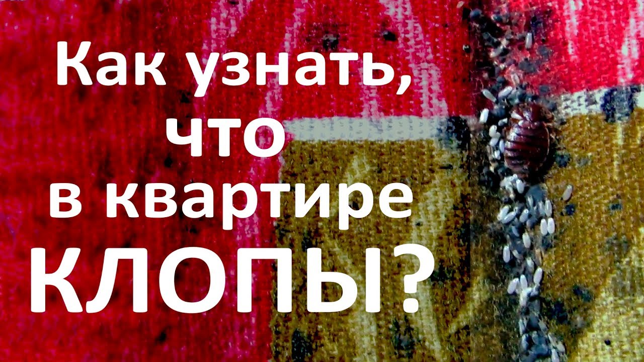 Как узнать, что в квартире живут клопы