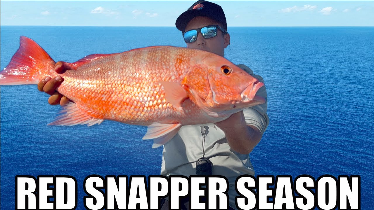 Red Snapper Fishing Tampa Bay: Tips, Tricks, And Techniques To Catch Snapper!