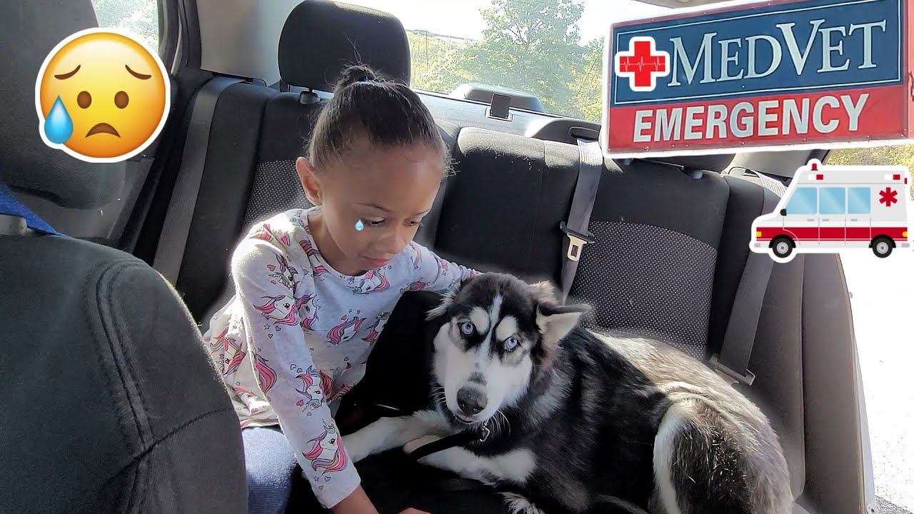 EMERGENCY PET HOSPITAL VISIT😢 | Our Dog Got Hurt!
