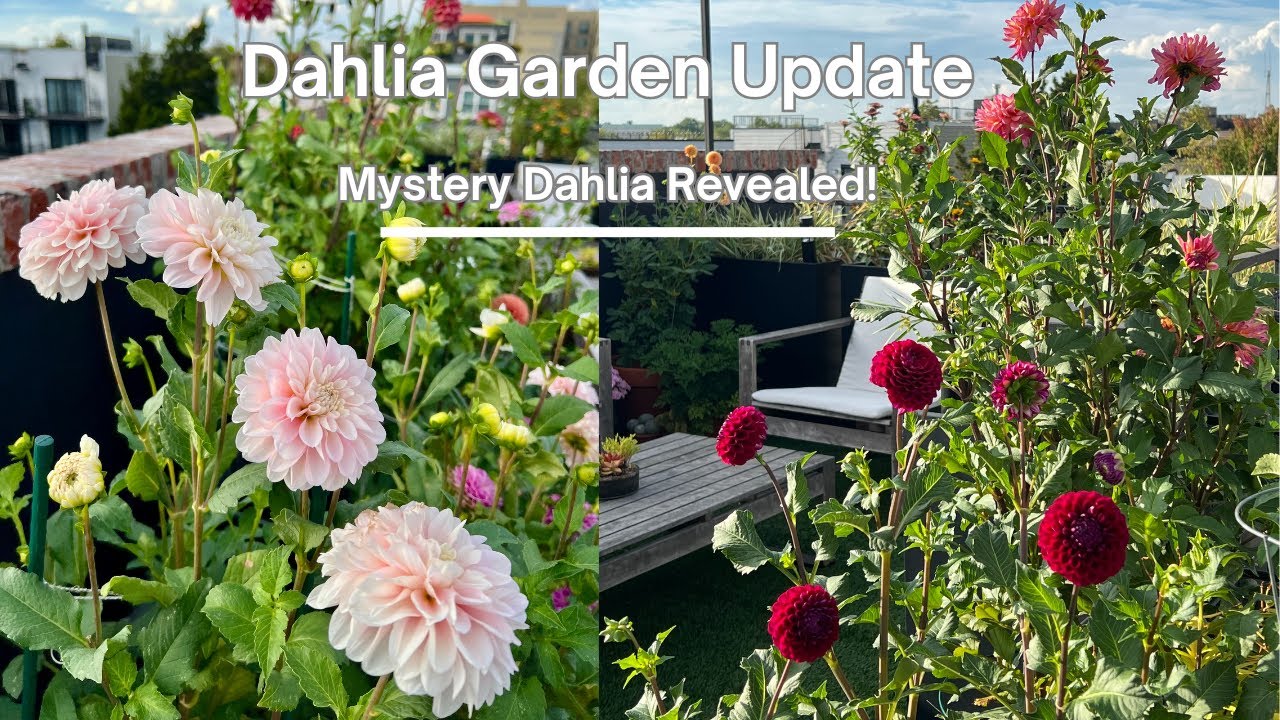 Dahlia Garden Update - Mystery Dahlia Revealed!