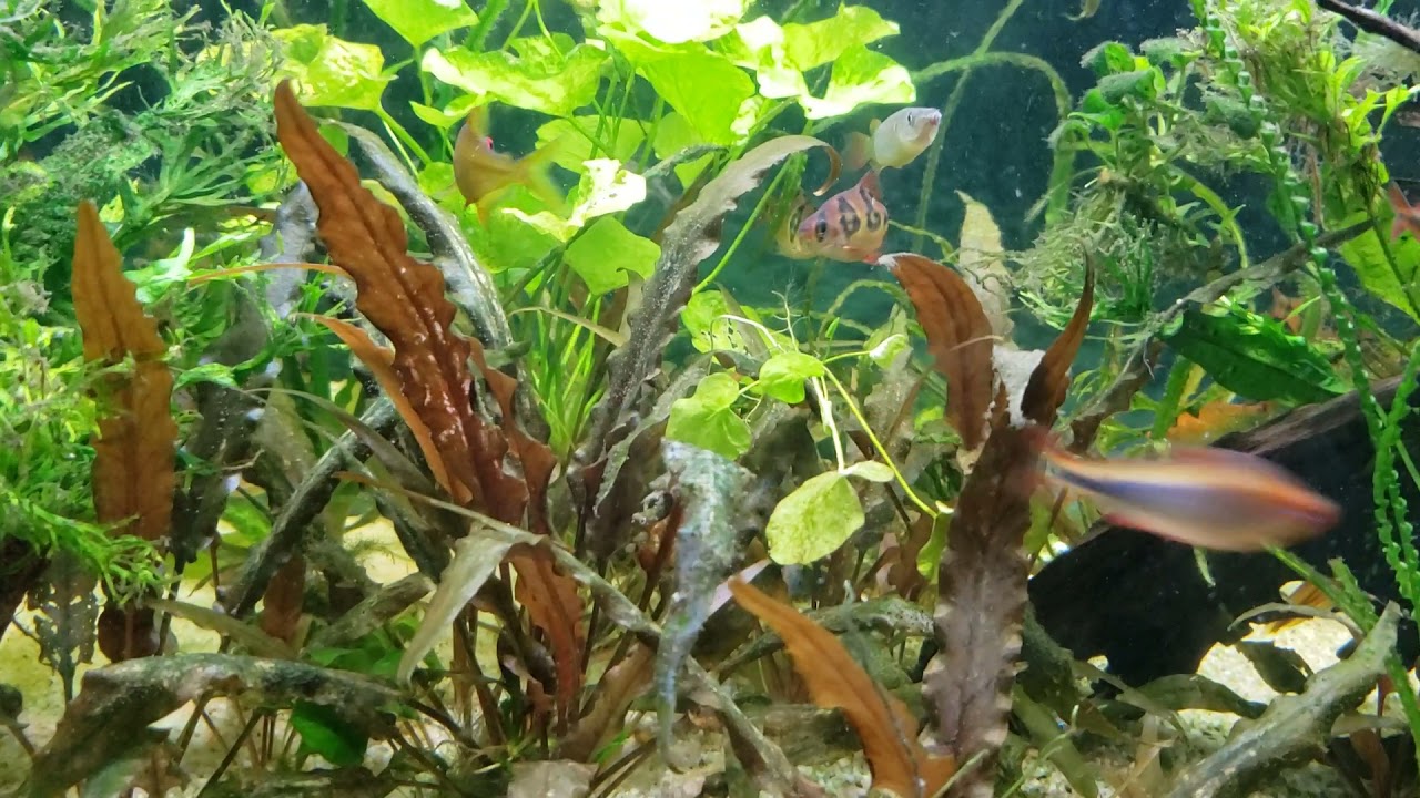 Оранжевоглазая лимонная тетра №39 Daniken Aquatics входит в сотню лучших рыб Fish House