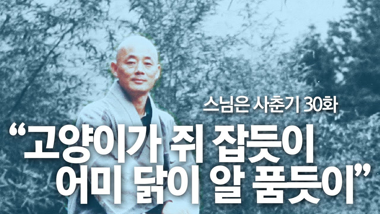 스님은 사춘기 30화. “고양이가 쥐 잡듯이 어미 닭이 알 품듯이”