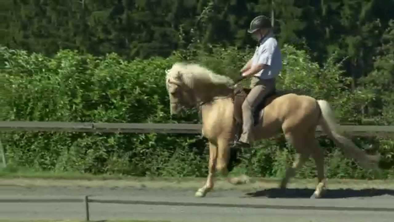 Dagfinnur frá Hvítanesi