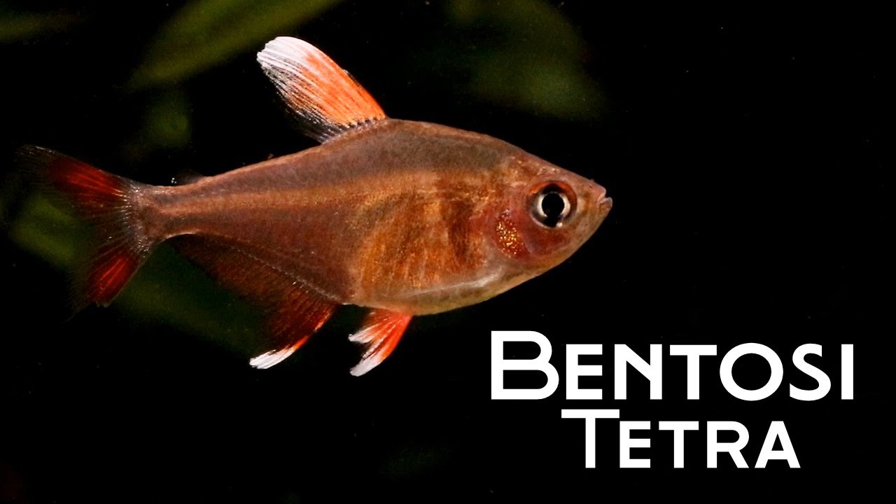 All About Bentosi Tetra: The Most Beautiful of Them All?
