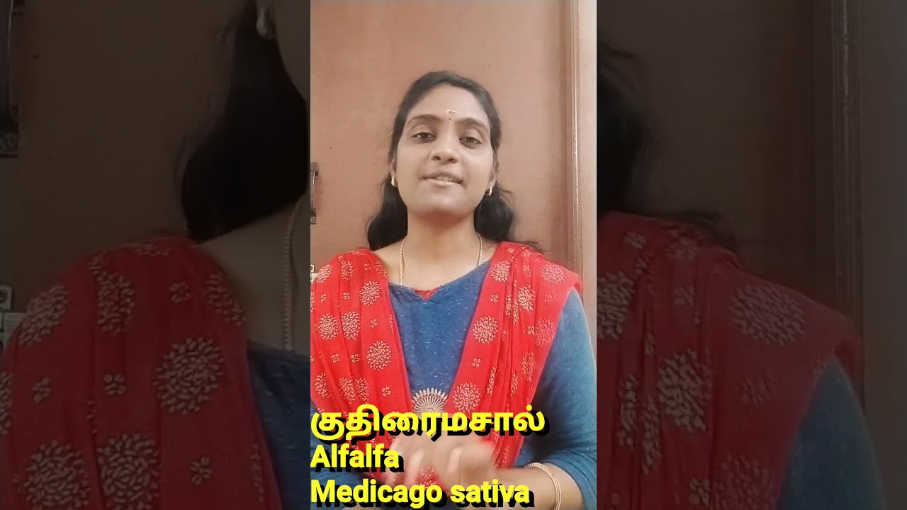 குதிரைமசால் - அற்புத மூலிகை..