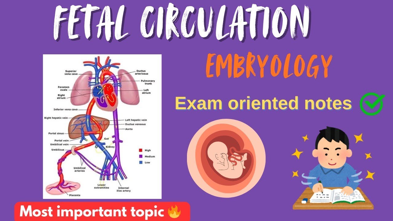 Fetal circulation|Anatomy|Embryology|Foetal Circulation notes|MBBS|BAMS 1st proff|Rachana sharir 