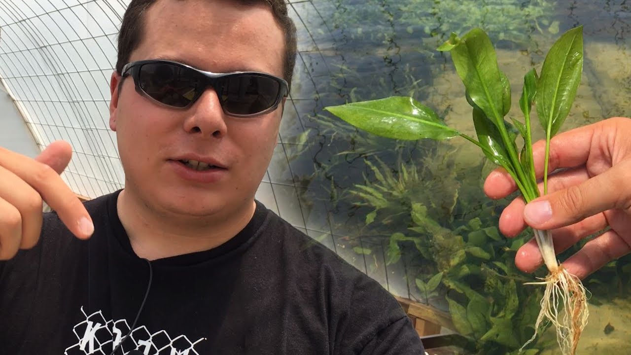 Emersed Amazon Sword
