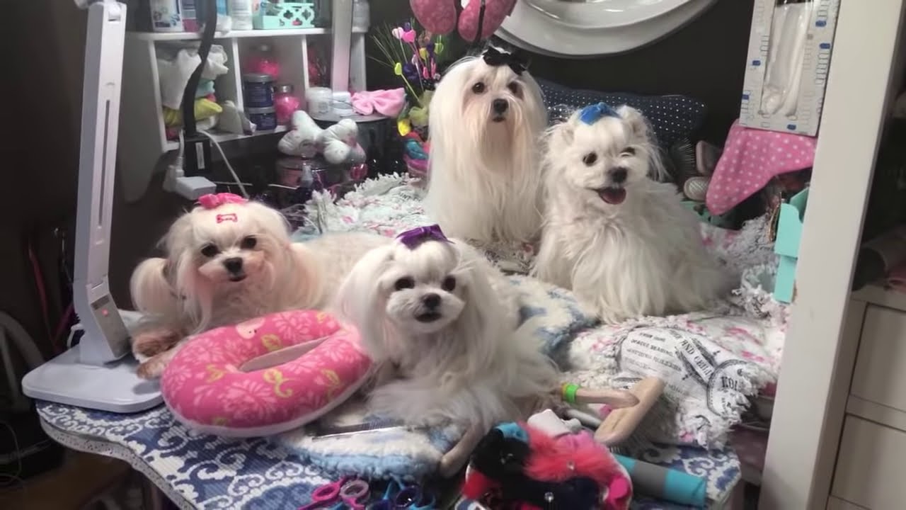 Happy Summer from MO 👋🏻🐾.말티즈 - Maltese Obsession Live Feed Test