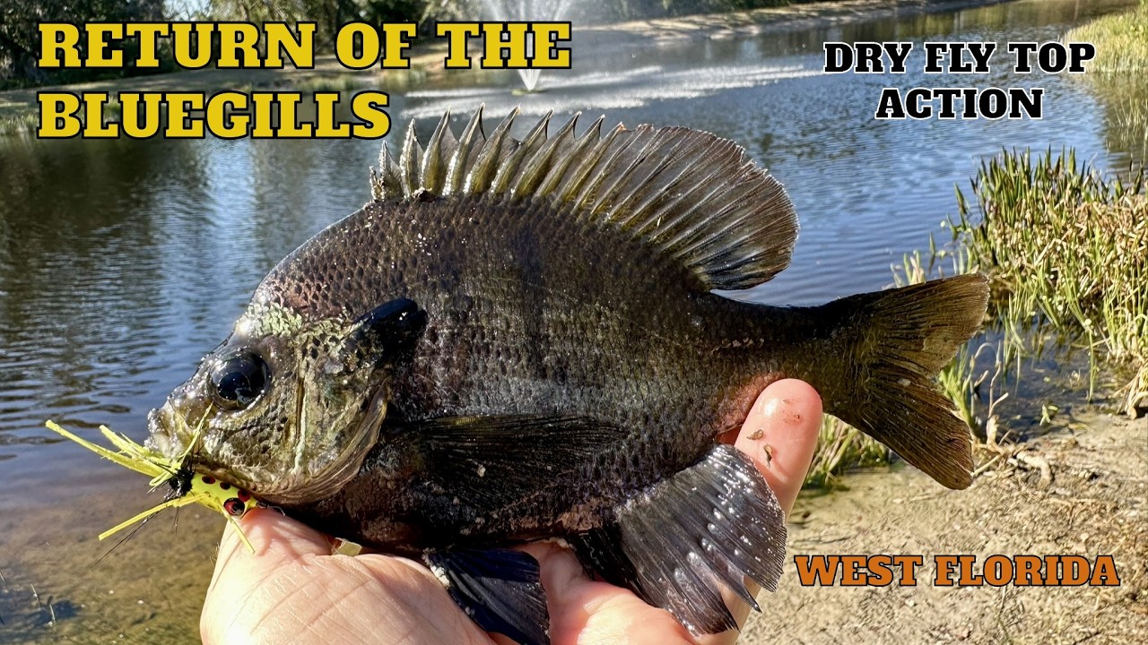 Fly Fishing for Bluegill in West Florida: Return of the Bluegills !