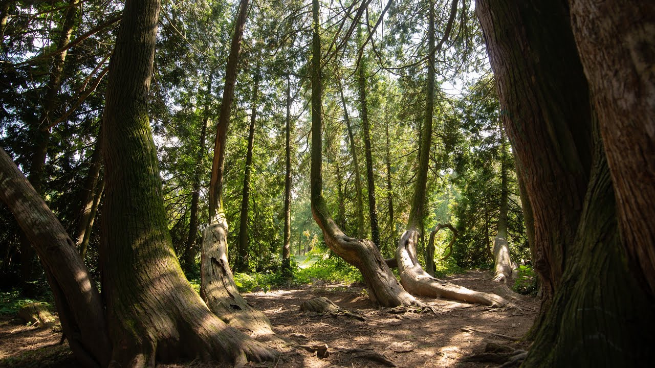 Arboretum Opeka - glasujte za Kapelicu za Hrvatsko stablo godine 2021.