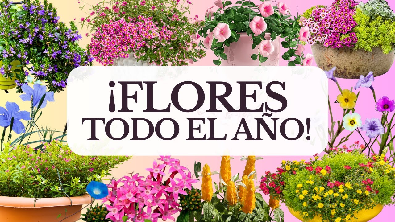 11 Plantas que FLORECEN TODO EL AÑO sin mucho cuidado | PTE. 2 #plantas #flores