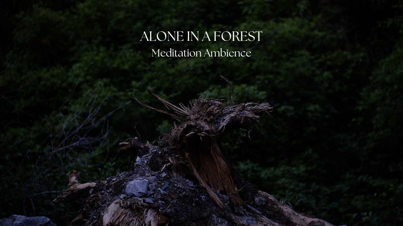 Alone in a forest - Meditation Ambience