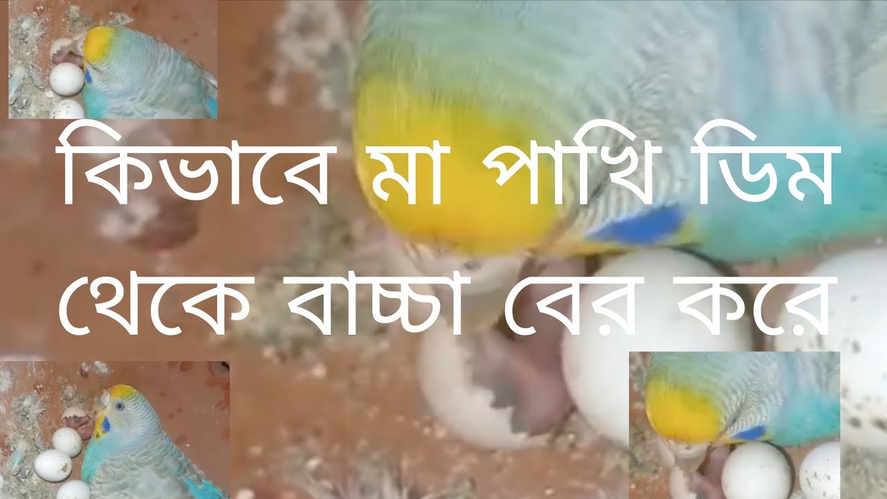 কিভাবে মা পাখি ডিম থেকে বাচ্চা বের করে | বার্ডস অফ সিটি। #birds #bajrigar #youtubevideo 