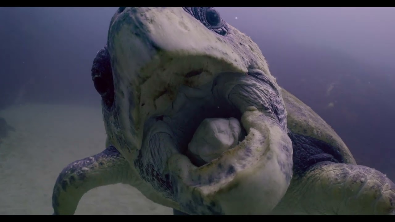 Julian Rocks Diving Byron Bay Red V Raptor Underwater