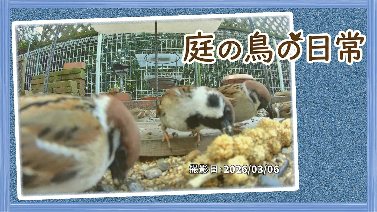 【庭の鳥の日常】(26,03,06) 昼から強風でした