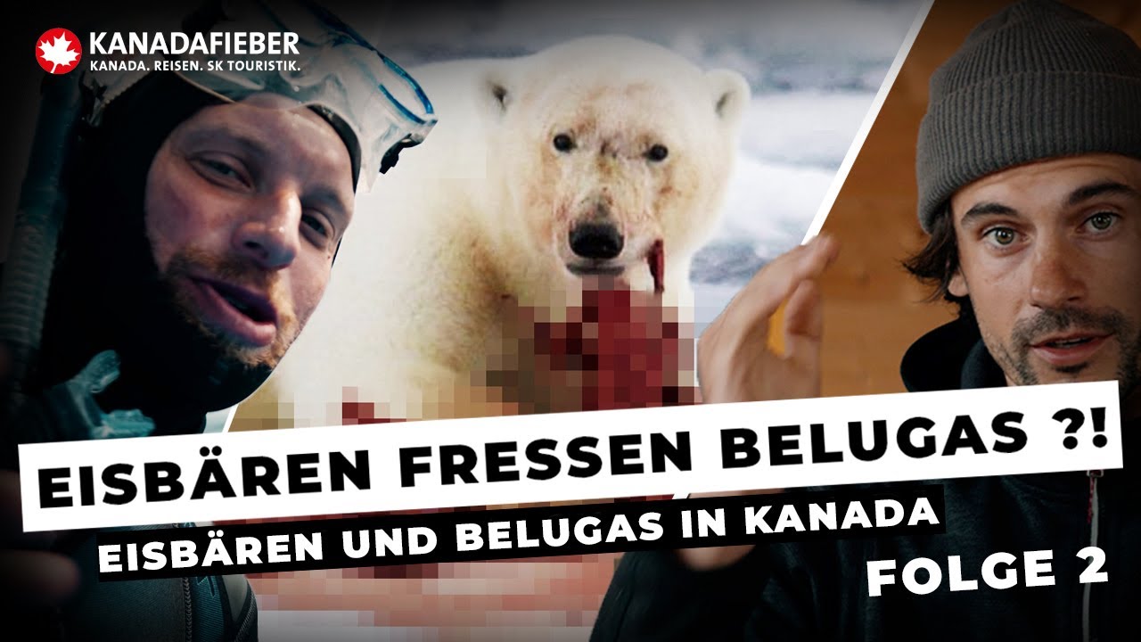 Eisbären! Lebensgefahr?! | Folge 2 | EXPEDITION MANITOBA | WILDLINGZ