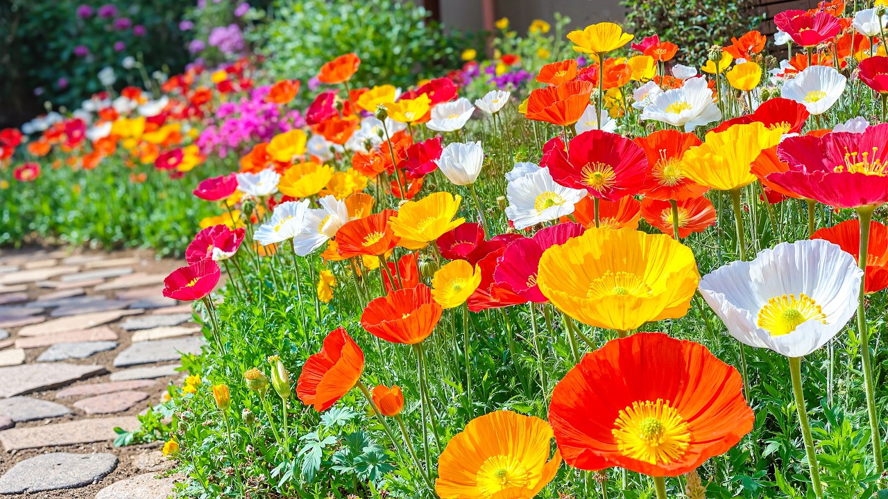 If Your Mind Feels Tired, Stay Here 🌿 A Peaceful Garden Walk to Restore Your Energy 💕