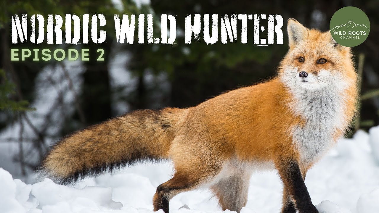 СТРОИТЕЛЬСТВО БАЗОВОГО ЛАГЕРЯ: Начало охоты на лис | Nordic Wild Hunter