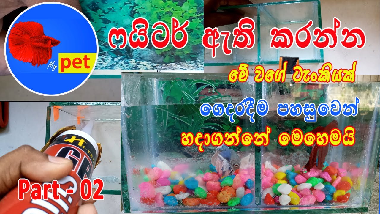Fighter fish Sinhala | Fighter tank | beta fish Sinhala