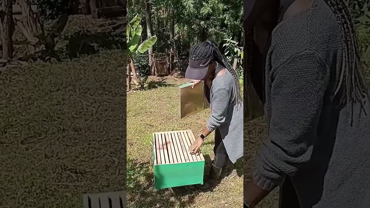 Beekeeping for beginners. How to start beekeeping in 2023 for extra income.
