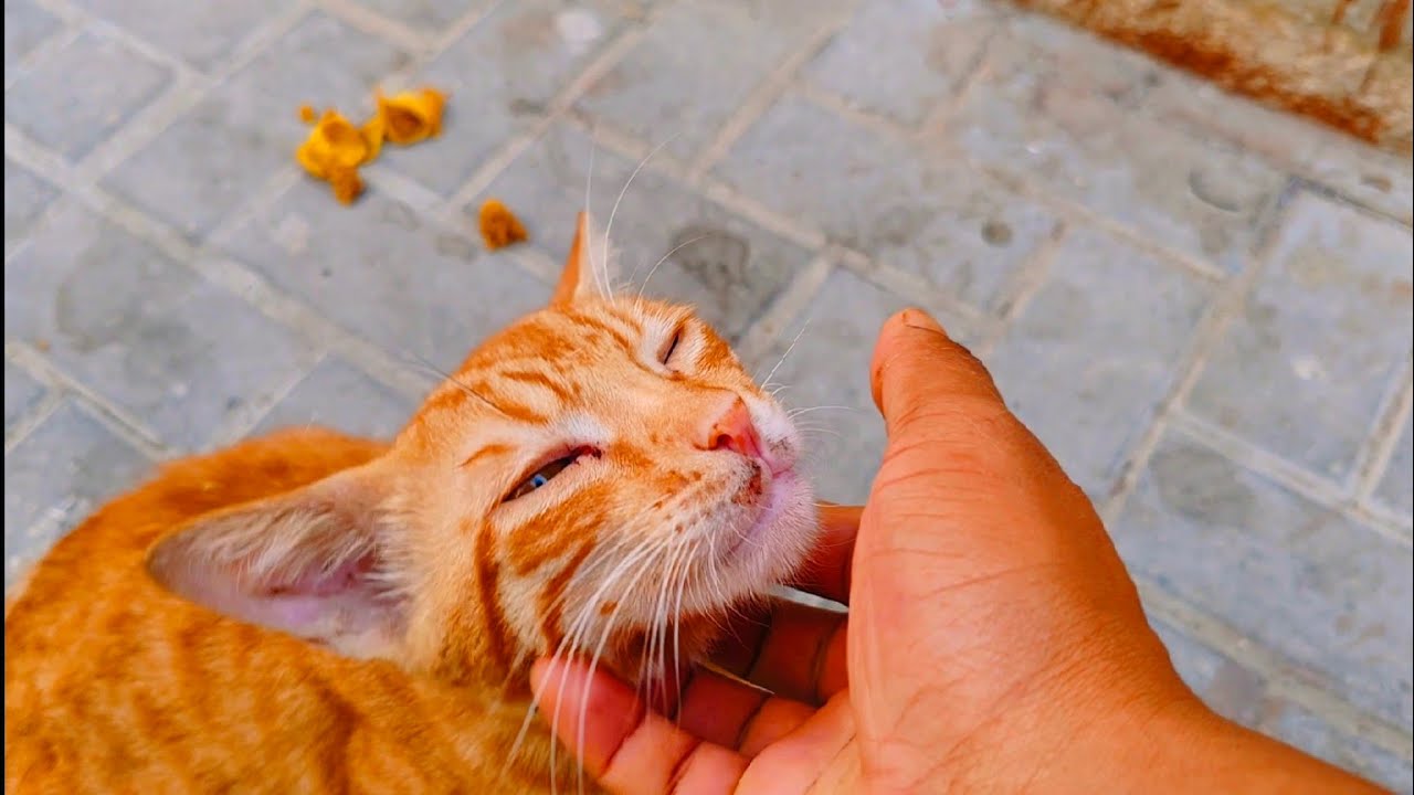 Street stray cat cute face make me sad 🙀❤️🌿  and he need love and care#adoptstrays#cat#streetcats 