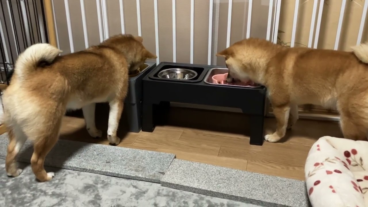 豆柴姉妹　朝ご飯　