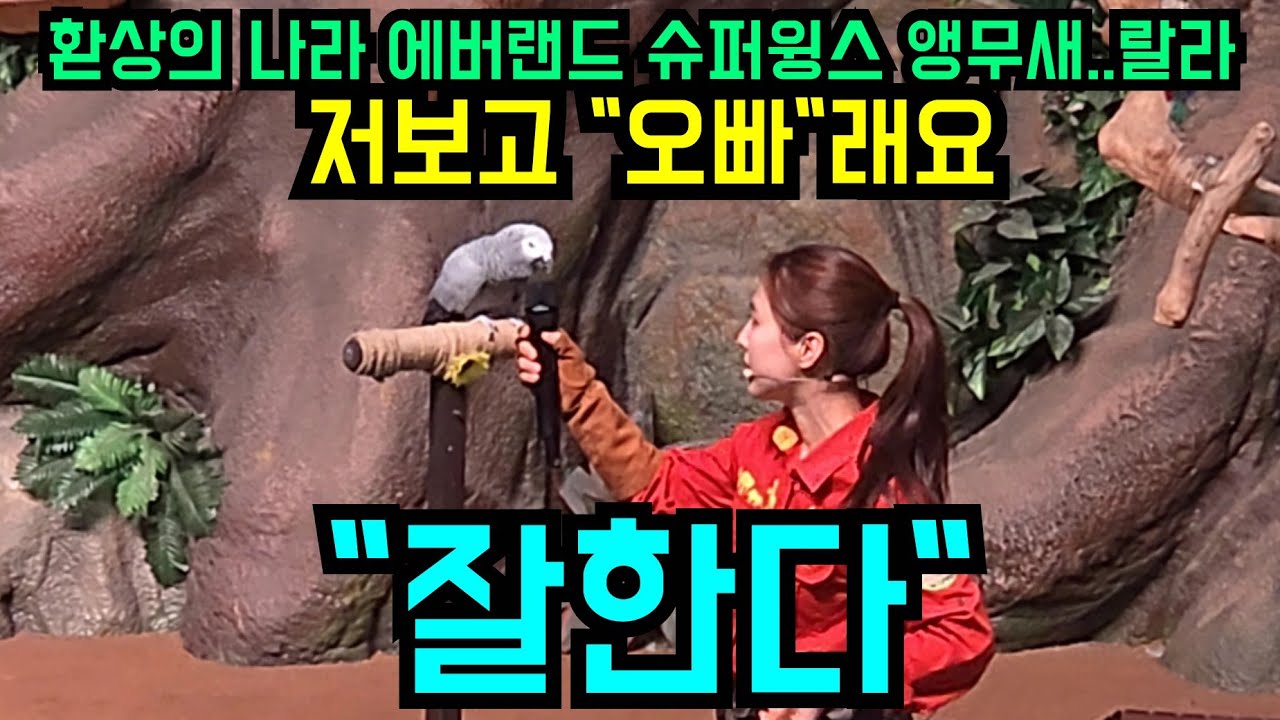 에버랜드 슈퍼윙스 애니멀 톡 성대모사 앵무새 랄라 대단하다 👍