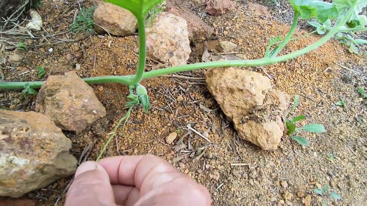 Find out why your pumpkin isn't producing pumpkins, only flowers.