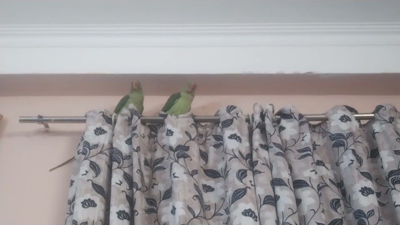 #pardo Ke chhalle Nikal diye parrot Ne sare