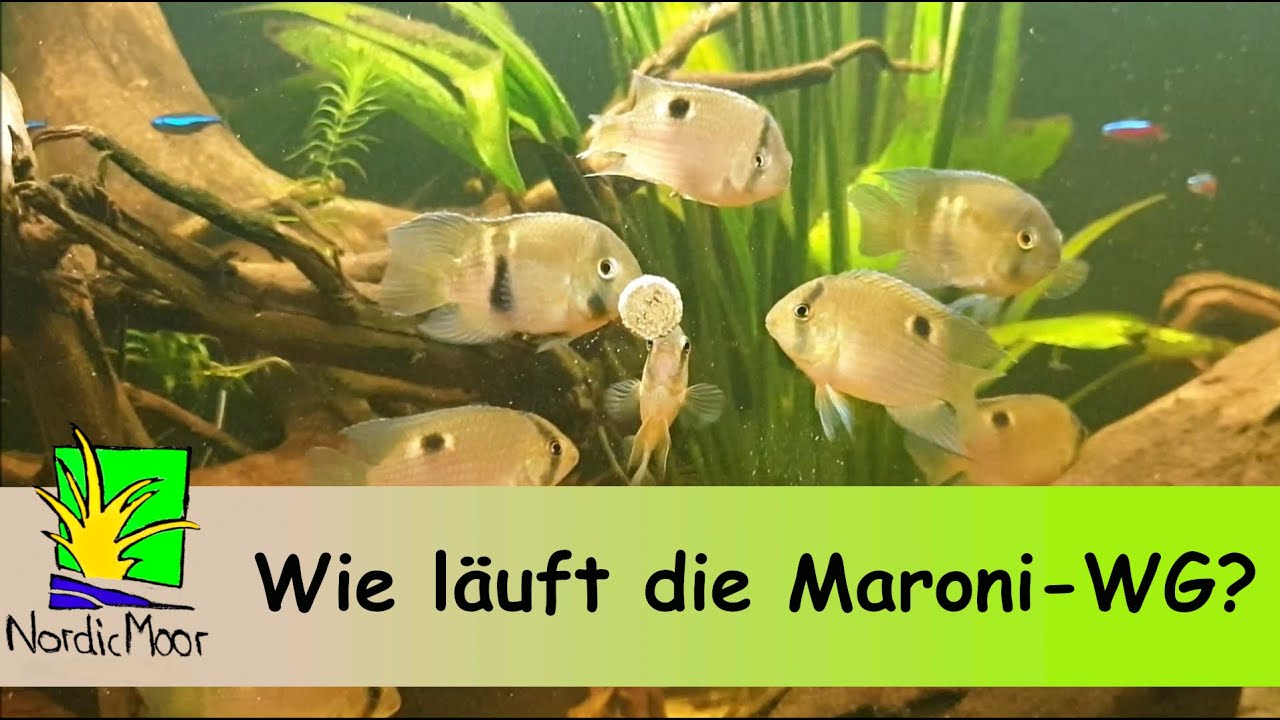 Maronis? Ich bereue nichts!