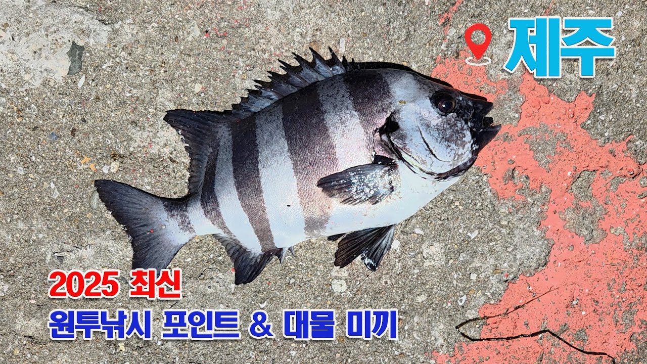 제주도 원투 낚시! 최적의 포인트, 강력 미끼 추천, 실제 후기